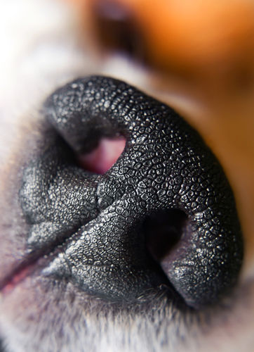 犬の鼻腔内腫瘍