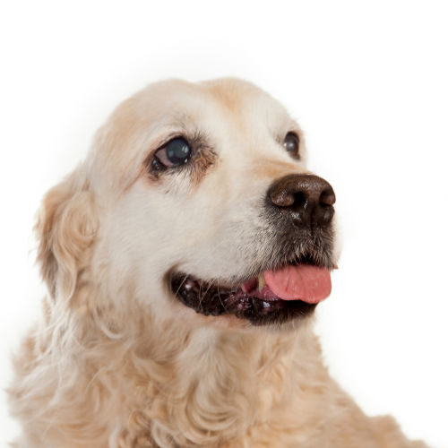 犬の角膜炎