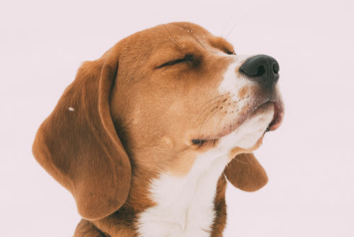目の傷が原因で失明する犬