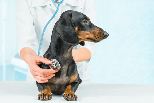 犬の炎症性結直腸ポリープ