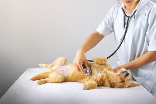 犬の細菌性膀胱炎【間違えやすい病気】