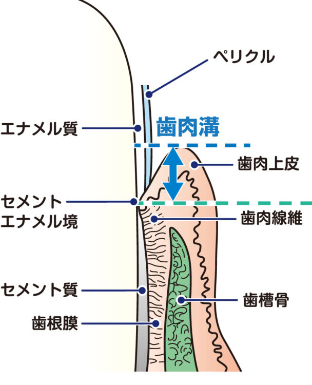 犬の歯肉の構造