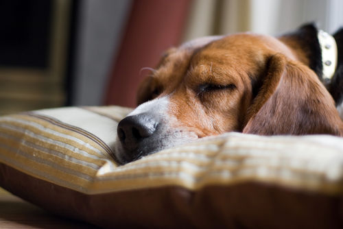 犬の強膜炎