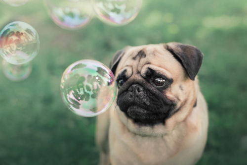 Resultado de imagen para ç¬ Pug 楽ãÂÂãÂÂ