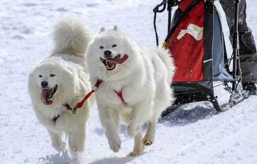犬ゾリとして使われたサモエド