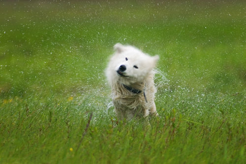 雨の日のお散歩をするサモエド