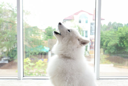 サモエド【室内飼い注意点】その①~甘えん坊なので「番犬」には向かない