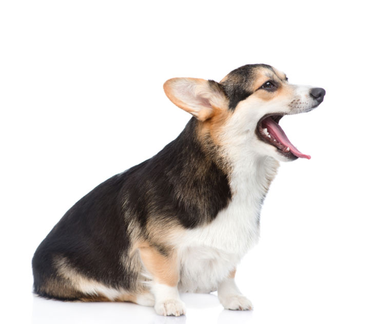 犬の歯肉炎【原因】