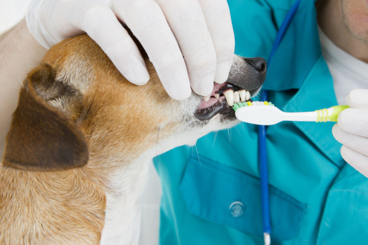老犬の歯肉炎【注意点・ケア方法は?】