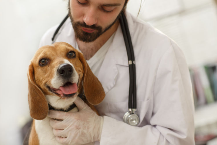 犬の口唇炎【発症しやすい犬種】