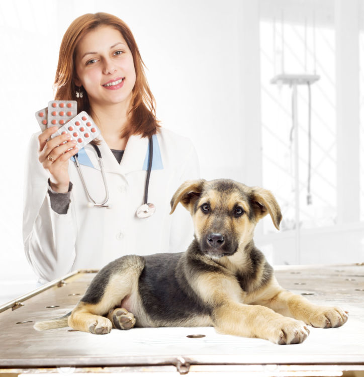 犬の口唇炎【予防対策】
