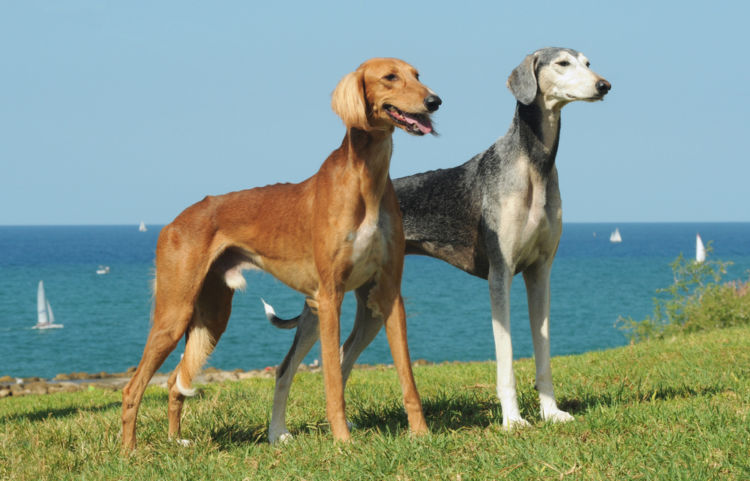 【獣医師監修】犬の骨折 原因、なりやすい犬種、症状、治療方法は?
