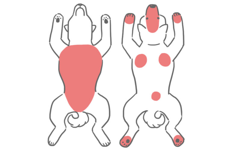 お腹周りが脱毛している