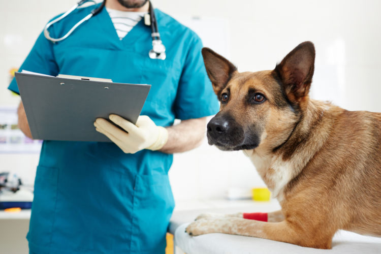 犬が皮膚を掻いている【こんな場合は要注意!】