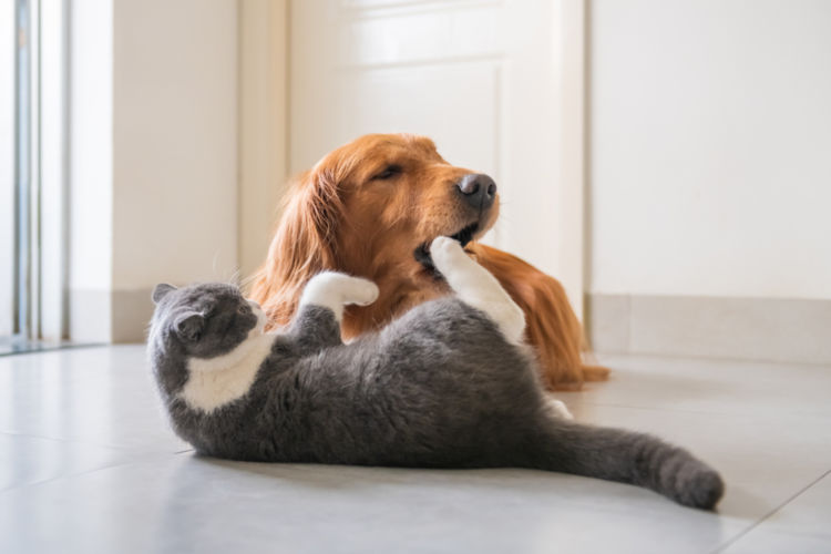 犬の白内障の原因