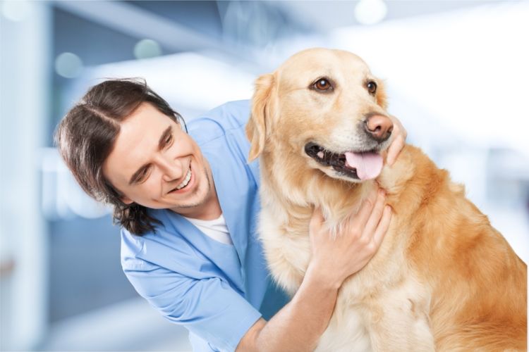 犬の白内障と間違えやすい病気
