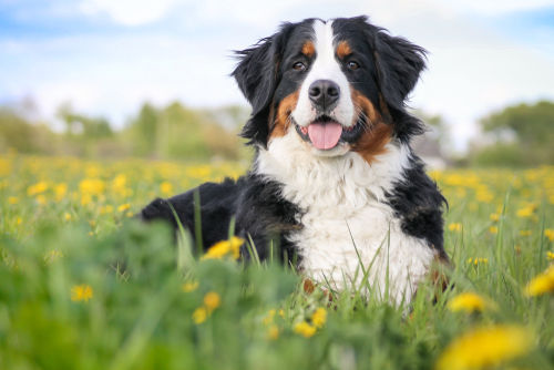 【獣医師監修】バーニーズ・マウンテン・ドッグの性格や寿命、飼い方「家庭犬として優秀!」