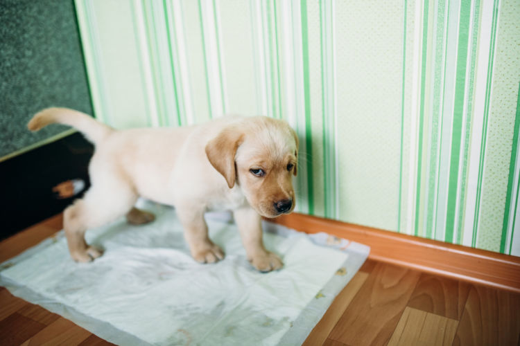 犬の「腎不全」とは?