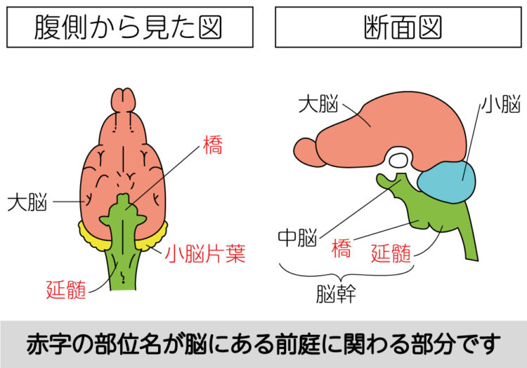 脳にある前庭器官