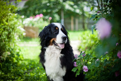 バーニーズ・マウンテン・ドッグ【まとめ】~大型犬ファンを魅了