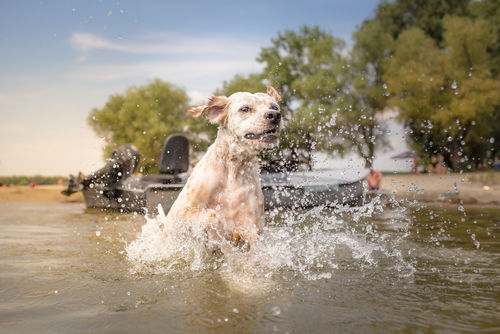 イングリッシュ・セッター【歴史】~優秀な猟犬!