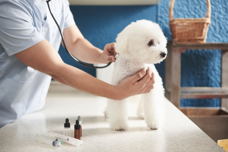 犬の皮膚に膿(うみ)がある【こんな場合は要注意!】