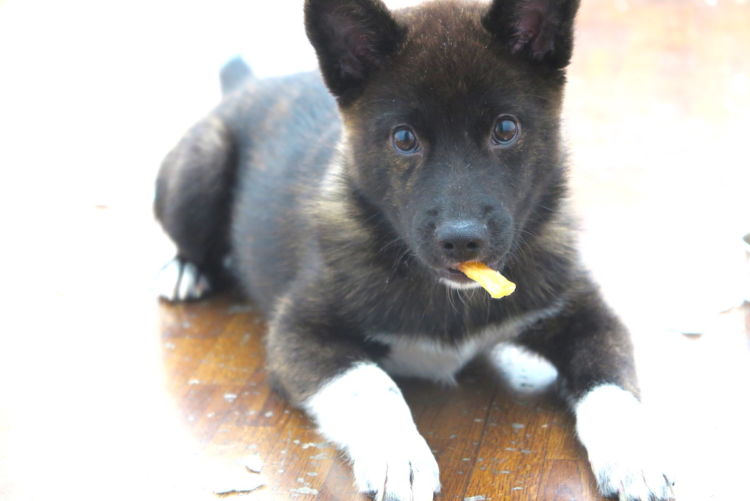 甲斐犬の子犬