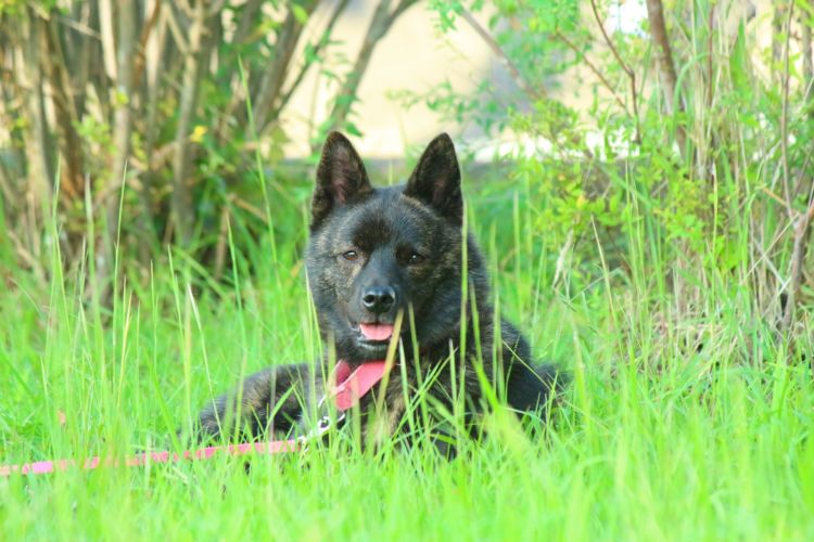 甲斐犬の犬種基準