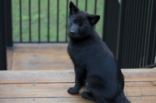希少な甲斐犬