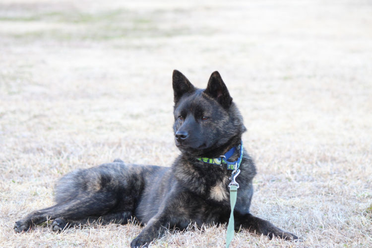 <甲斐犬>カラダや顔の特徴(被毛・毛色・大きさ)