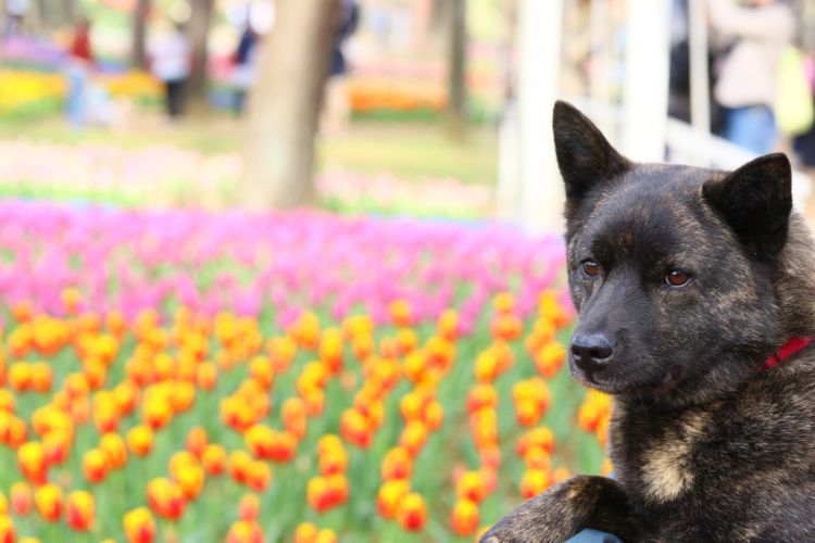<甲斐犬>性格の特徴