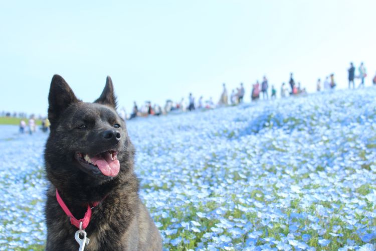 甲斐犬の基本情報まとめ