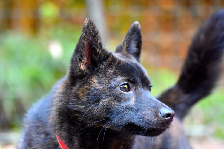 毛色が珍しい甲斐犬