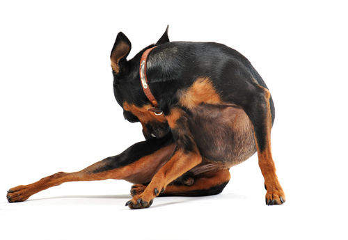 犬のマラセチア皮膚炎(脂漏性皮膚炎)