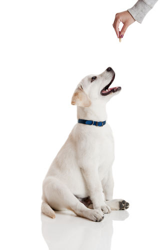 愛犬にさつまいもを与えるメリットは?