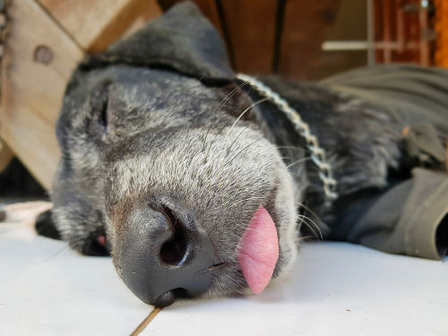 愛犬にさつまいもを与える際の【注意点③】アレルギーに注意!