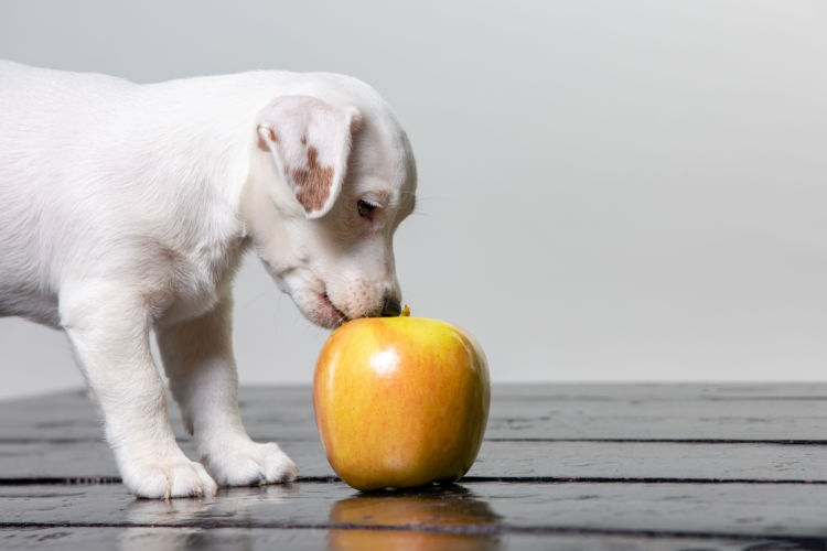 愛犬にりんごを与える際の注意点!