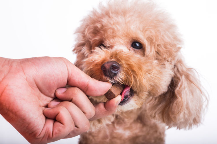 りんごを与える際の注意点② 犬が「薬」を飲んでいる時