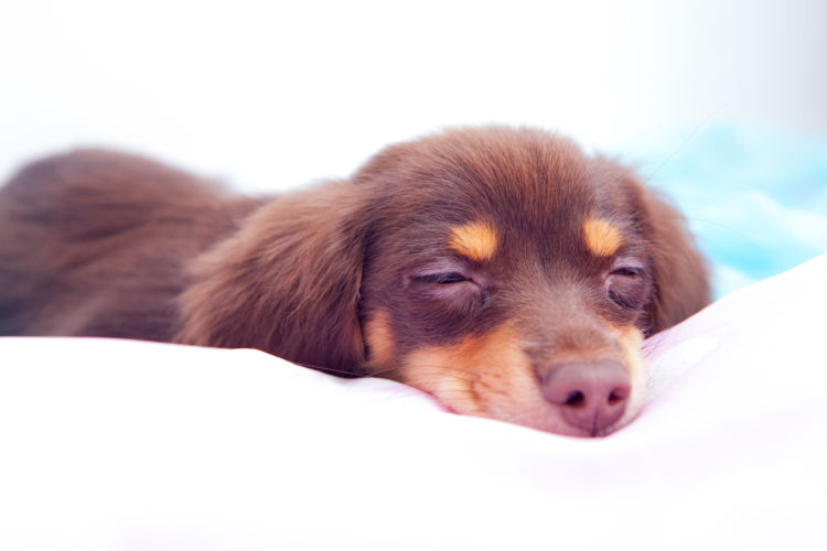 りんごを与える際の注意点③ 犬の「消化能力」が落ちている時