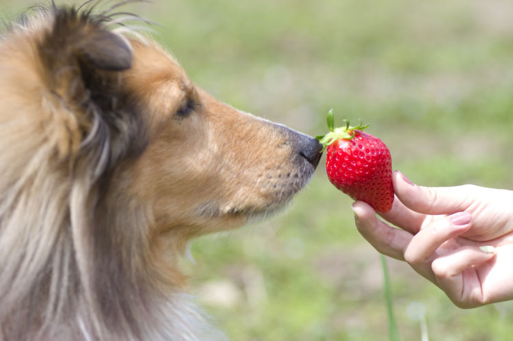 犬がいちごを食べても大丈夫!
