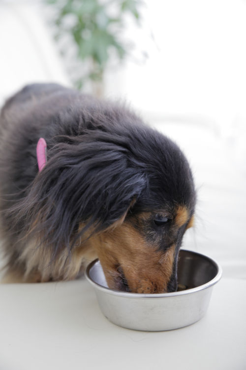 愛犬に大根を与える時のポイントと注意点!