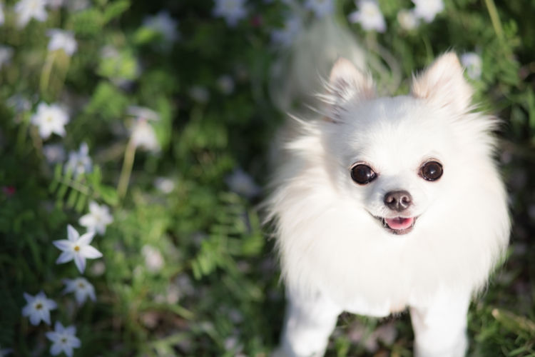 愛犬との健康で楽しい生活