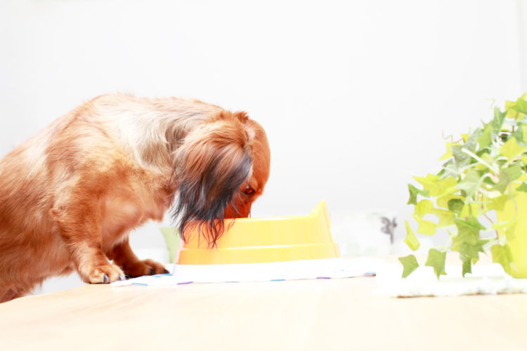 犬がキャベツを食べても大丈夫!
