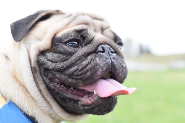 愛犬の健康につながる生活