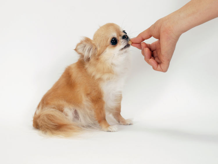 愛犬とのコミュニケーション