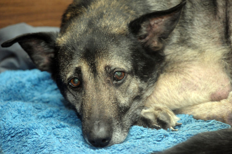 犬が下痢をした・うんちがゆるい【この症状で考えられるおもな病気】