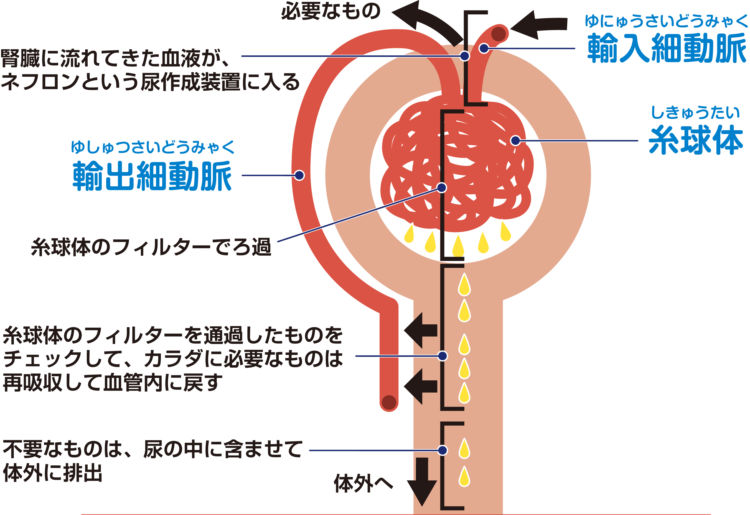 犬の腎臓「ネフロン」の働き