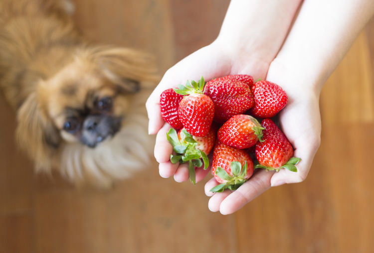 愛犬にいちごを与えるメリットは?
