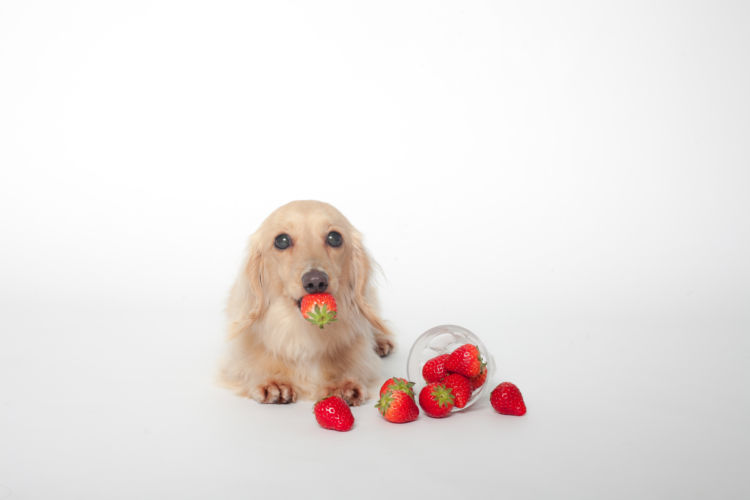 いちごの正しい知識をもった愛犬との生活