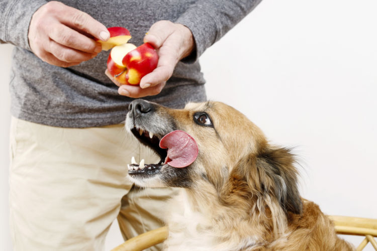 愛犬にりんごを与える際のおおよその量